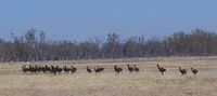 Emus, Hay Plains, New South Wales